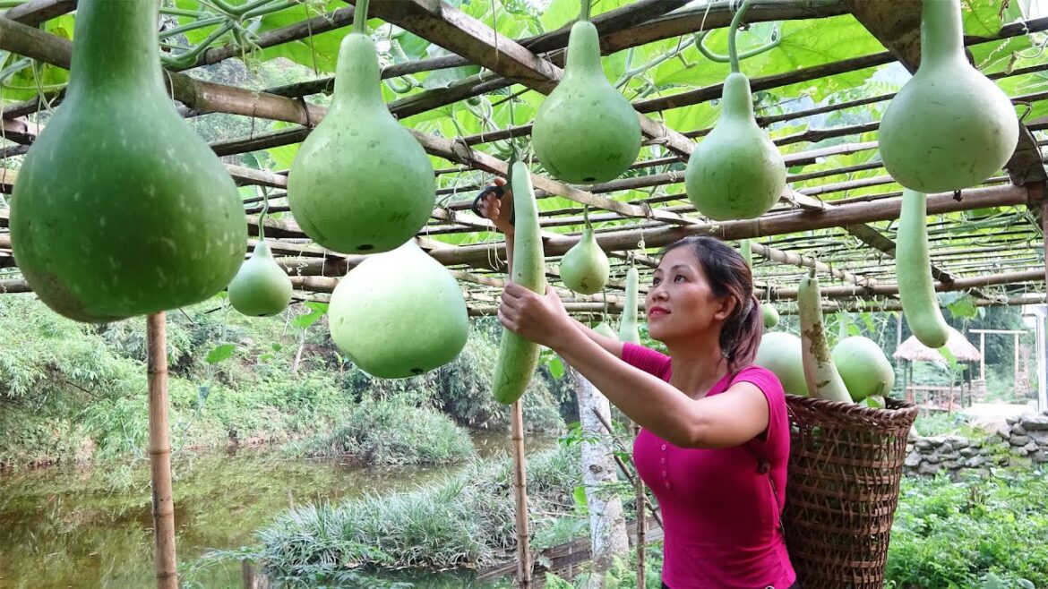 Harvesting Gourd And Vegetable Go To Market Sell – Gardening || Ut’s Farm Harvesting Gourd And Vegetable Go To Market Sell - Gardening || Ut's Farm
