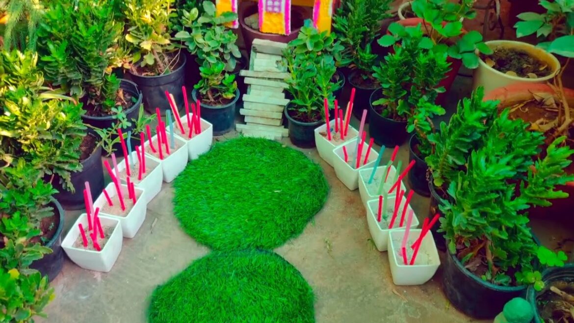 Unique Garden Ideas for Small Area or Balconies | Garden Tour | कम जगह में बगीचे के आकर्षक आइडियाज