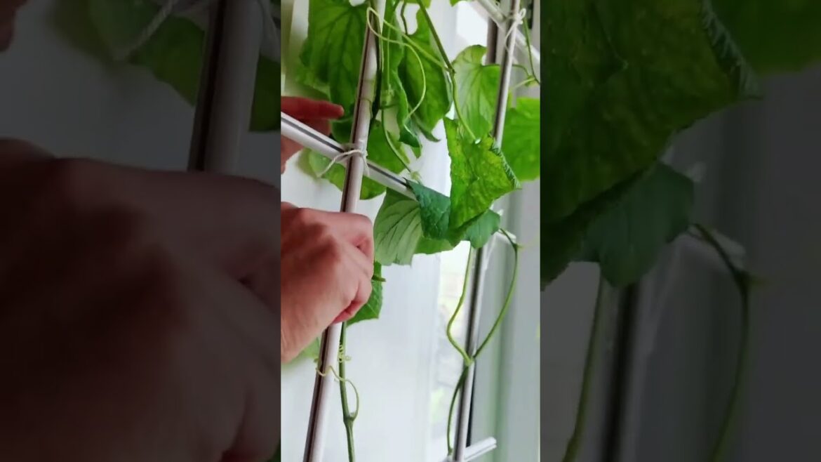 gardening ideas for home/ Inspiring vegetable /plants