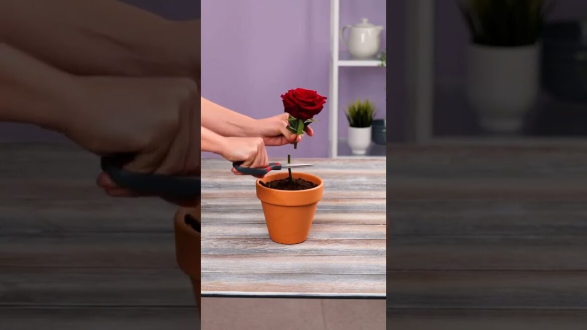 (Watch This) BEFORE You Throw Out Mother’s Day Roses -Garden Tips🌹#shorts #gardeningtips (Watch This) BEFORE You Throw Out Mother's Day Roses -Garden Tips🌹#shorts #gardeningtips