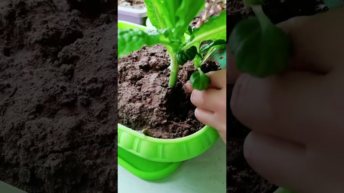 gardening ideas for home/ Inspiring vegetable /plants