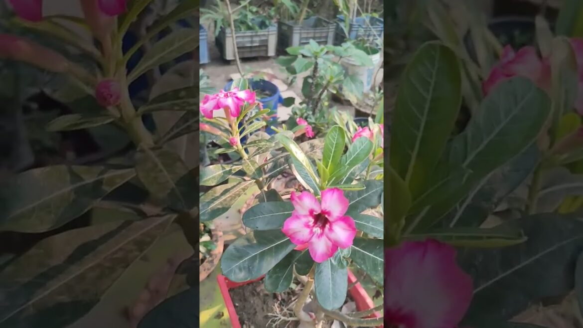 Adenium | Desert Rose | Bougainvillea | এডেনিয়াম | বাগানবিলাস #shorts #viral #flowers #gardening Adenium | Desert Rose | Bougainvillea | এডেনিয়াম | বাগানবিলাস #shorts #viral #flowers #gardening