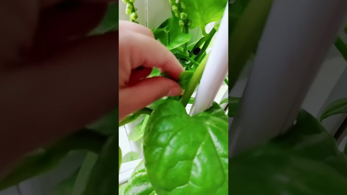 gardening ideas for home/ Inspiring vegetable /plants