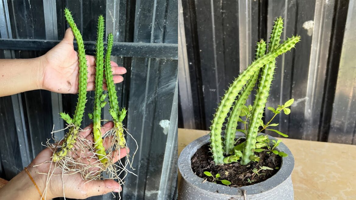 Propagation Huernia Penzigii In Soil With Rich Soil Garden Tips.