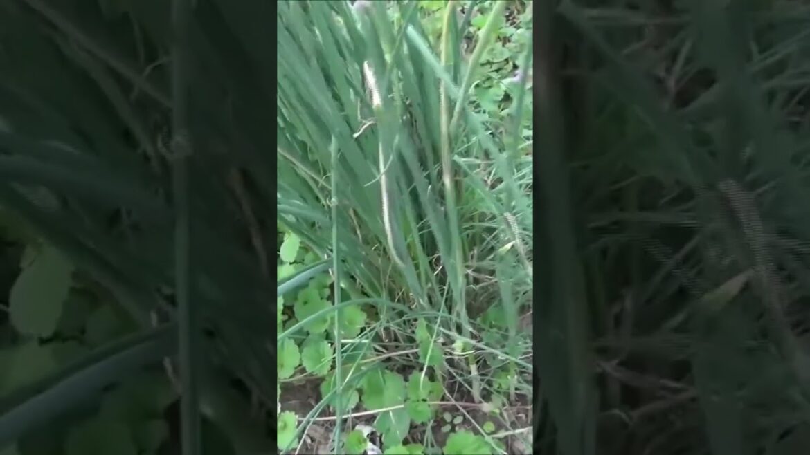 🧅 Wild Onions and Garlic: Wild Edibles That Boost The immune System!