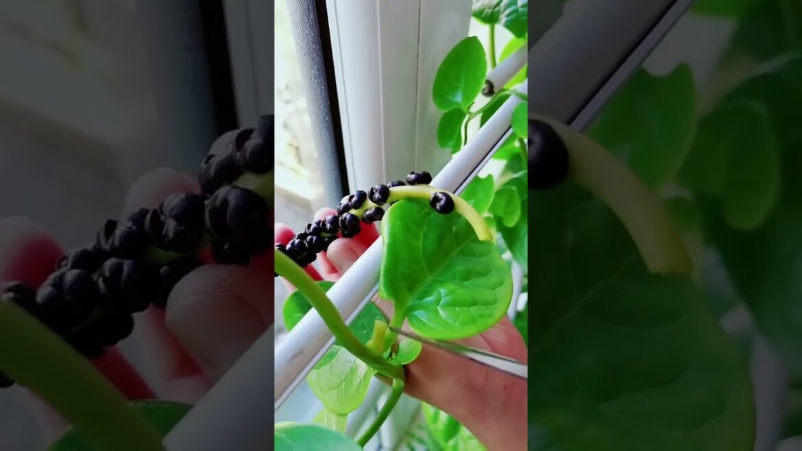 gardening ideas for home/ Inspiring vegetable /plants gardening ideas for home/ Inspiring vegetable /plants