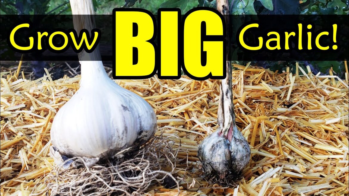 Grow Bigger Garlic! 10 Common Garlic Growing Mistakes To Avoid Grow Bigger Garlic! 10 Common Garlic Growing Mistakes To Avoid
