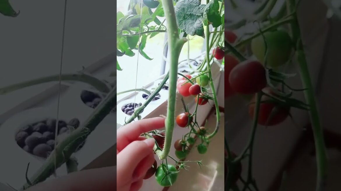 gardening ideas for home/ Inspiring vegetable /plants gardening ideas for home/ Inspiring vegetable /plants
