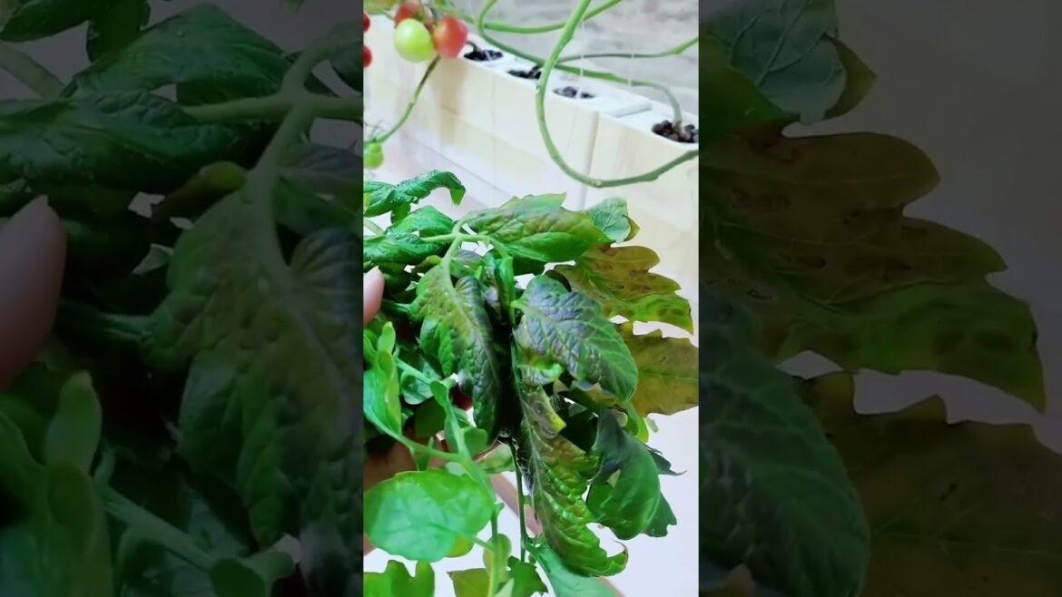 gardening ideas for home/ Inspiring vegetable /plants gardening ideas for home/ Inspiring vegetable /plants