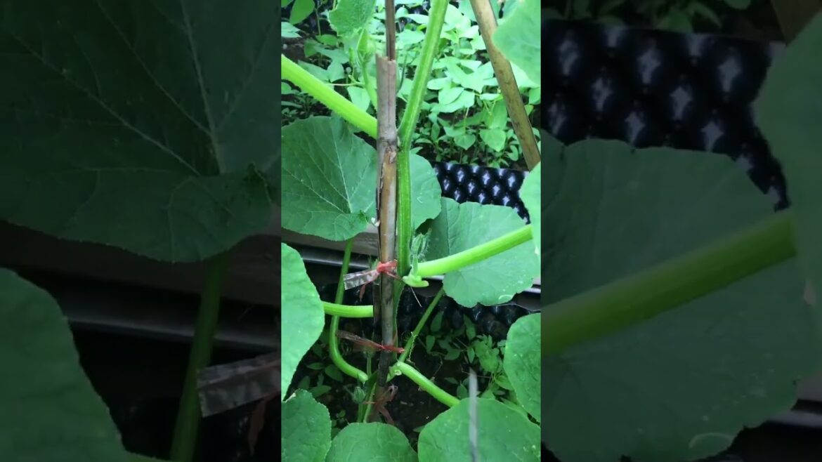 gardening ideas for home/ Inspiring vegetable /plants