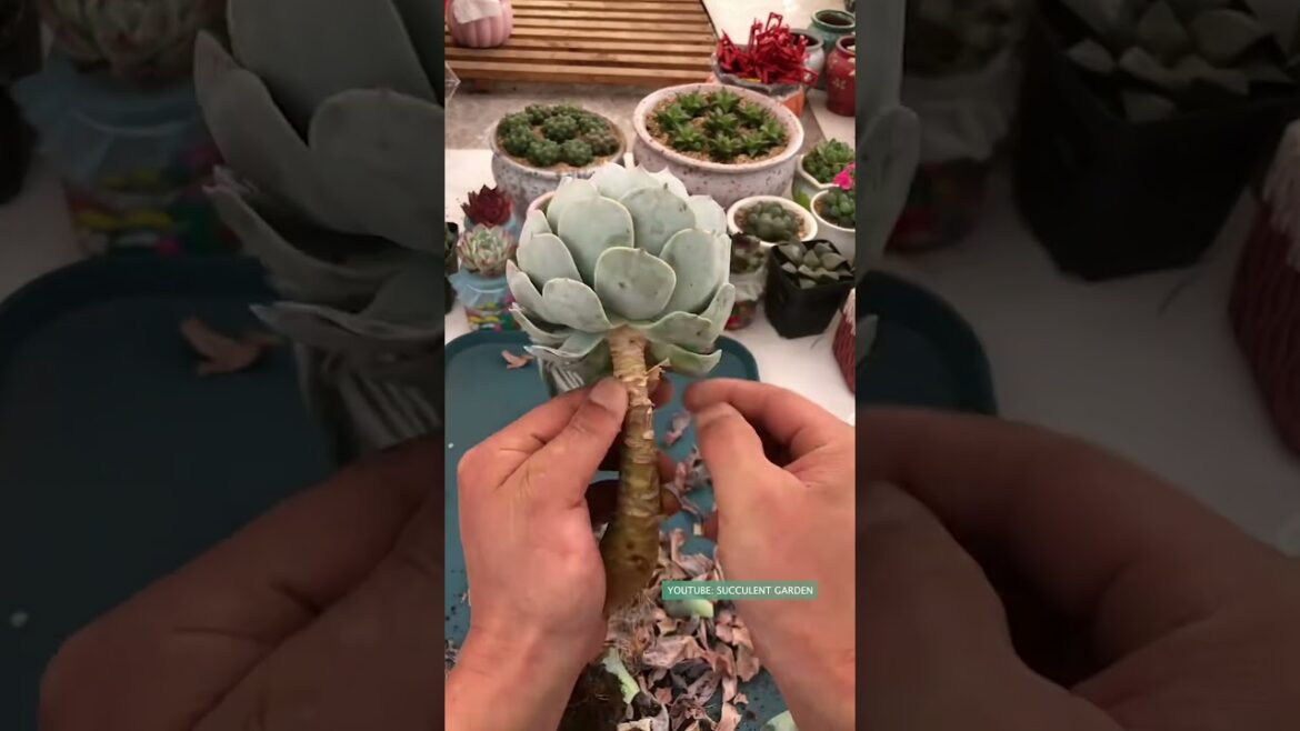Useful tips for succulents | 多肉植物 | 다육이들 | Suculentas