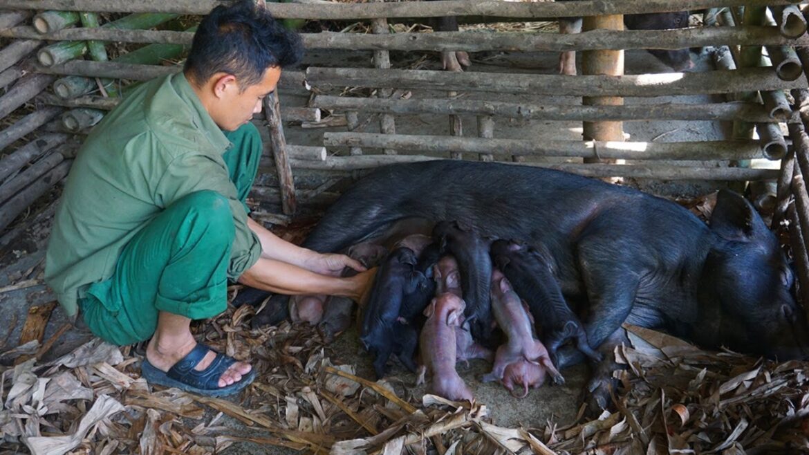 The mother pig gives birth to a healthy baby after one year of nurturing, Vegetable gardening Ep 62 The mother pig gives birth to a healthy baby after one year of nurturing, Vegetable gardening Ep 62