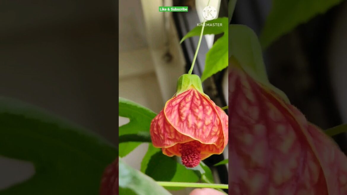 Abutilon pictum@ Rooted Greens| plant care & tips|#shorts #shortvideos #viral #viralshorts #grow