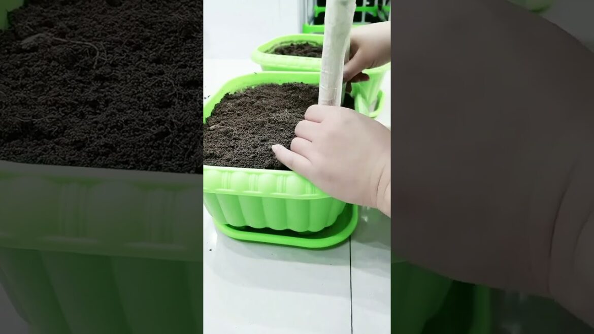 gardening ideas for home/ Inspiring vegetable /plants gardening ideas for home/ Inspiring vegetable /plants