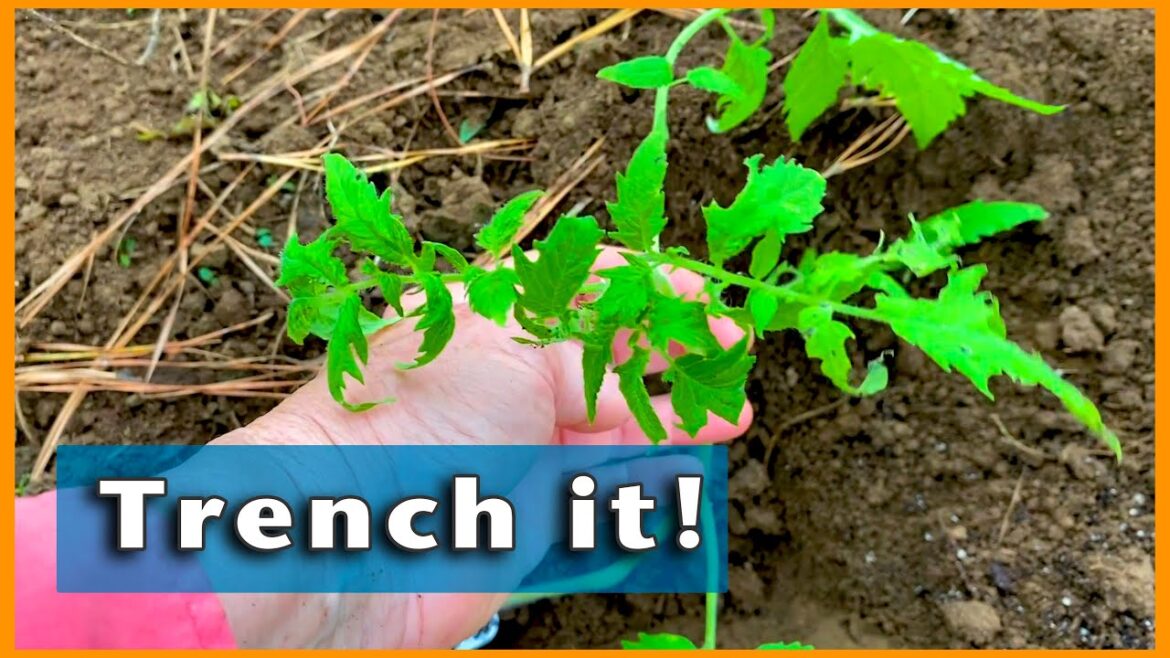 4 REASONS to PLANT TOMATOES in a TRENCH