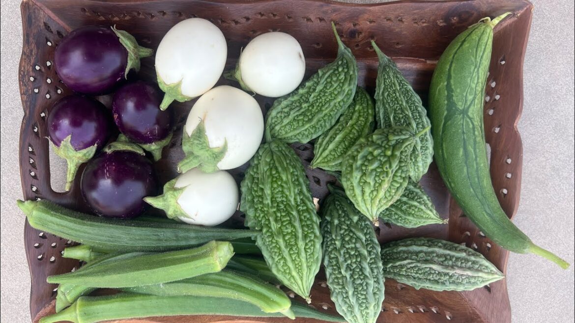 सब्ज़ियाँ ढेर सारी मिल गई आज फिर से | Harvesting of 18 May | terrace gardening | harvesting video