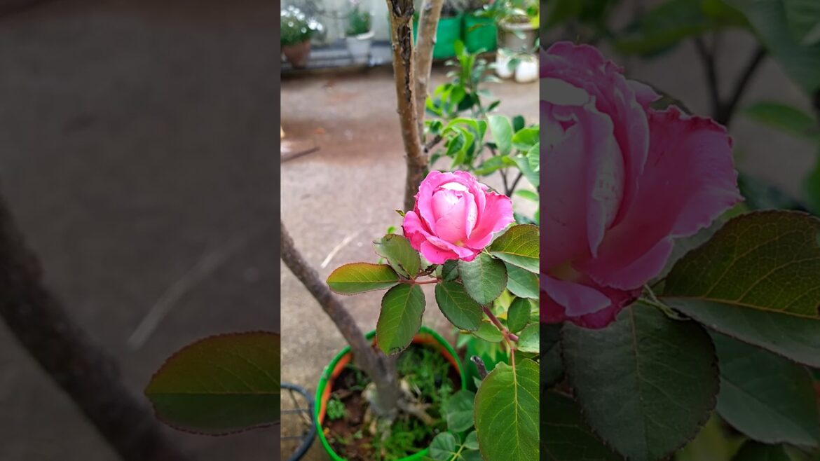how to grow red rose in terrace garden #shorts#youtube shorts#gardening@Lipsa’s garden how to grow red rose in terrace garden #shorts#youtube shorts#gardening@Lipsa's garden
