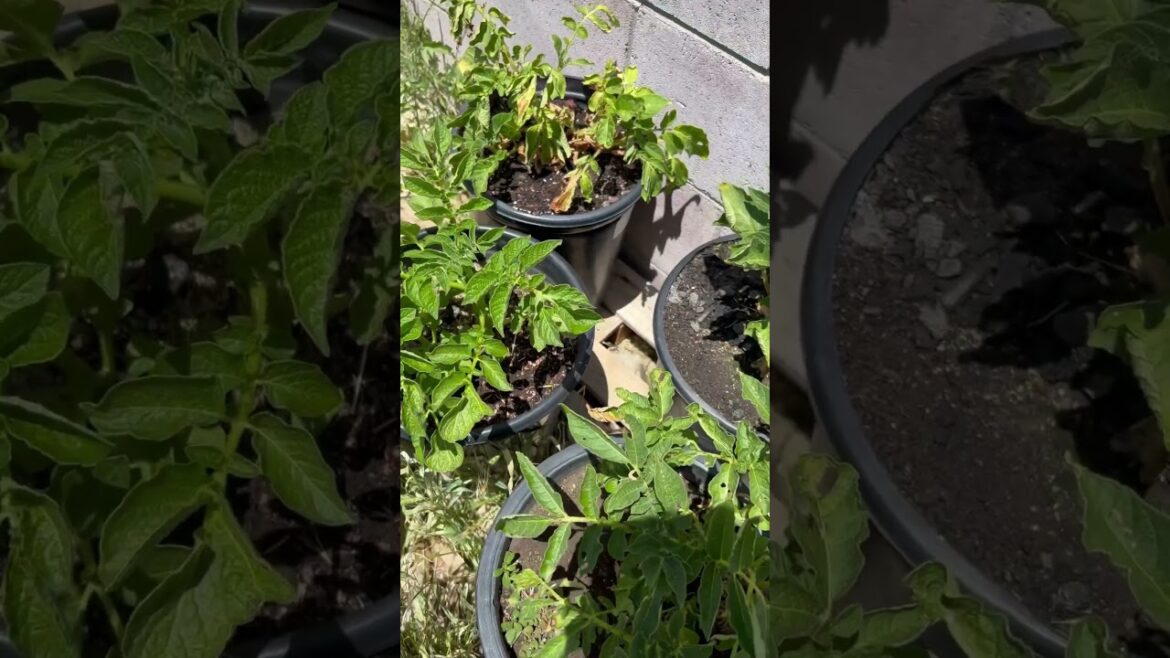 8 week potato container garden experiment #containergarden #garden #plant