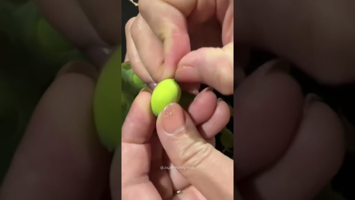 Must Try!! Edible Lotus Seeds 😱 #shorts #satisfying #lotus #food #seed #oddlysatisfying Must Try!! Edible Lotus Seeds 😱 #shorts #satisfying #lotus #food #seed #oddlysatisfying