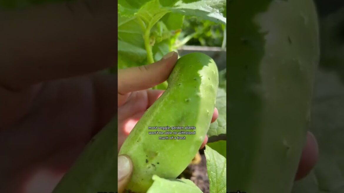 Easy Gardening Tips for Beginners | Gardening tips | Gardening Ideas | Home Garden #shorts