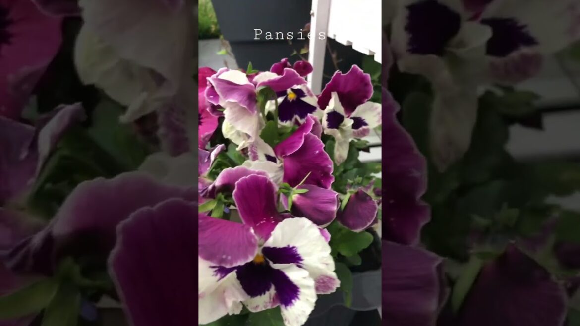 Pansies flowers are non-toxic to animals ❤️…  #pansies  #flowers #gardening #nontoxic #cats #dogs