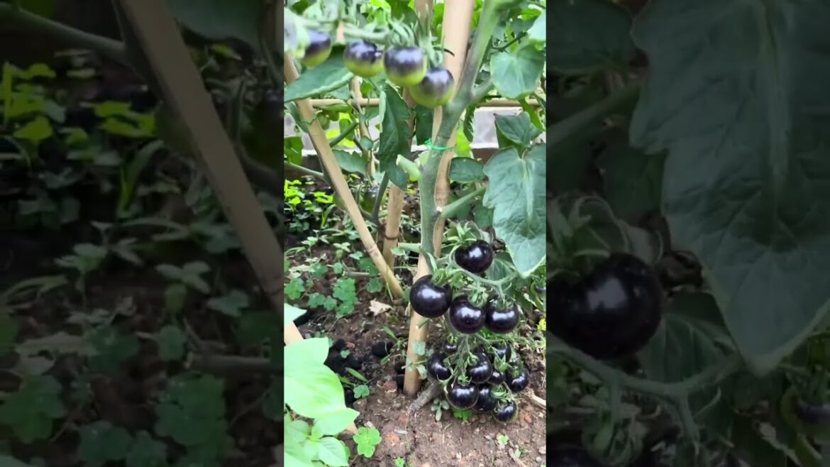 gardening ideas for home/ Inspiring vegetable /plants gardening ideas for home/ Inspiring vegetable /plants