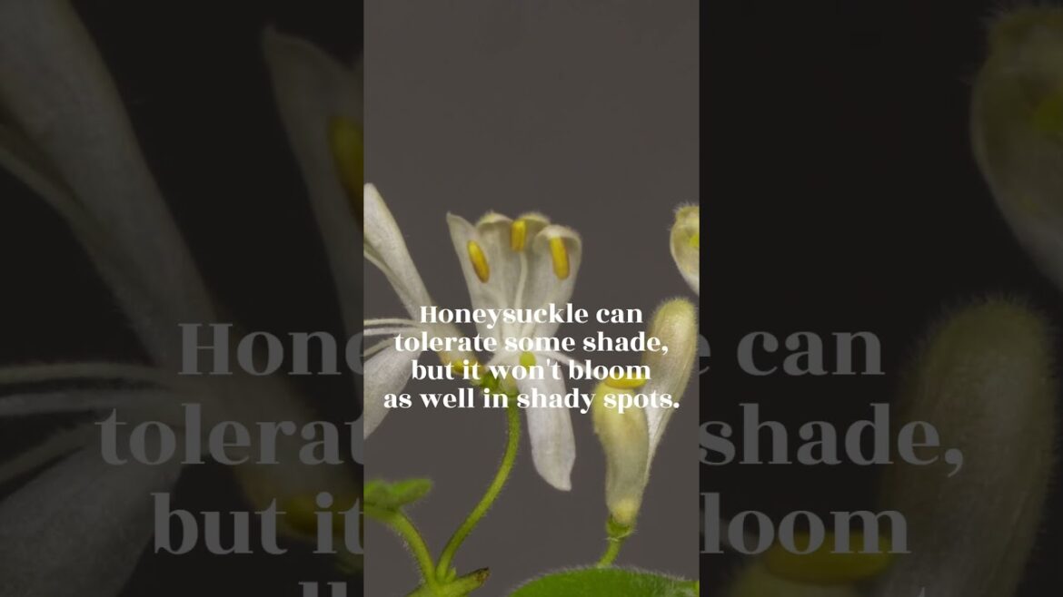 Honeysuckle 🌸 Pollinator-Friendly Gardening Tips - #flowers #shorts