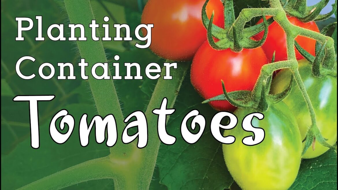 Planting Tomatoes in My Container Garden Planting Tomatoes in My Container Garden