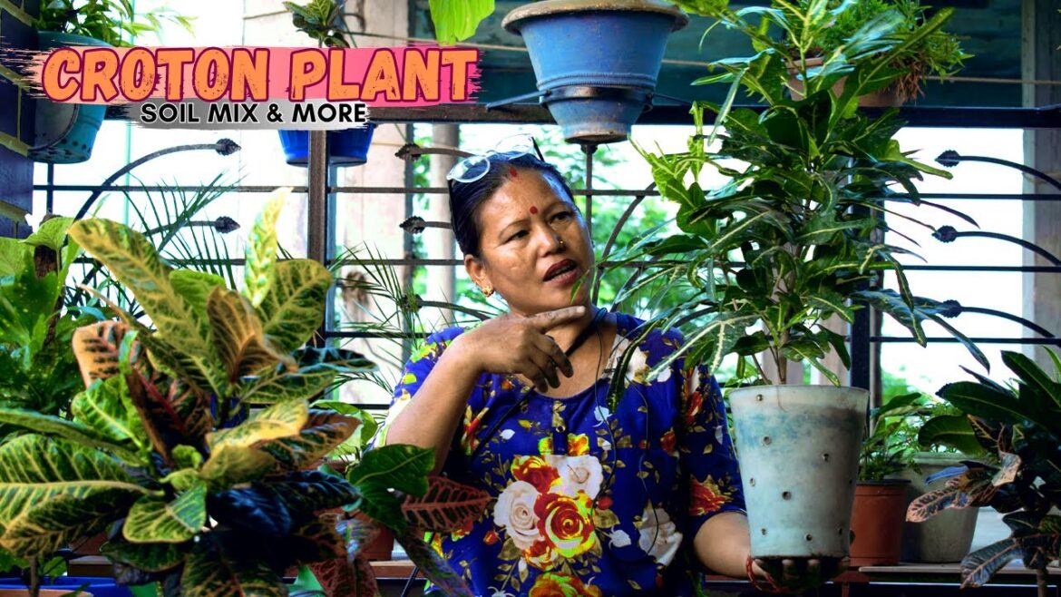Croton Plant Soil Mix in Nepali I Pabitra Garden Gardening Care and Tips for Nepali