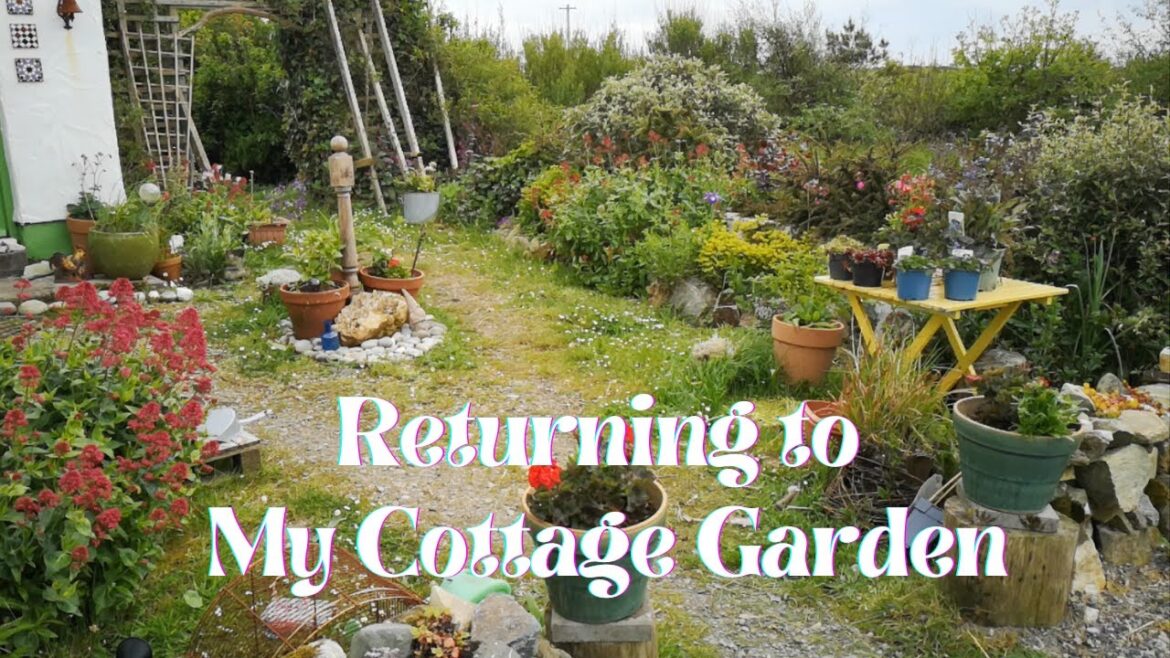 Returning to My Cottage Garden