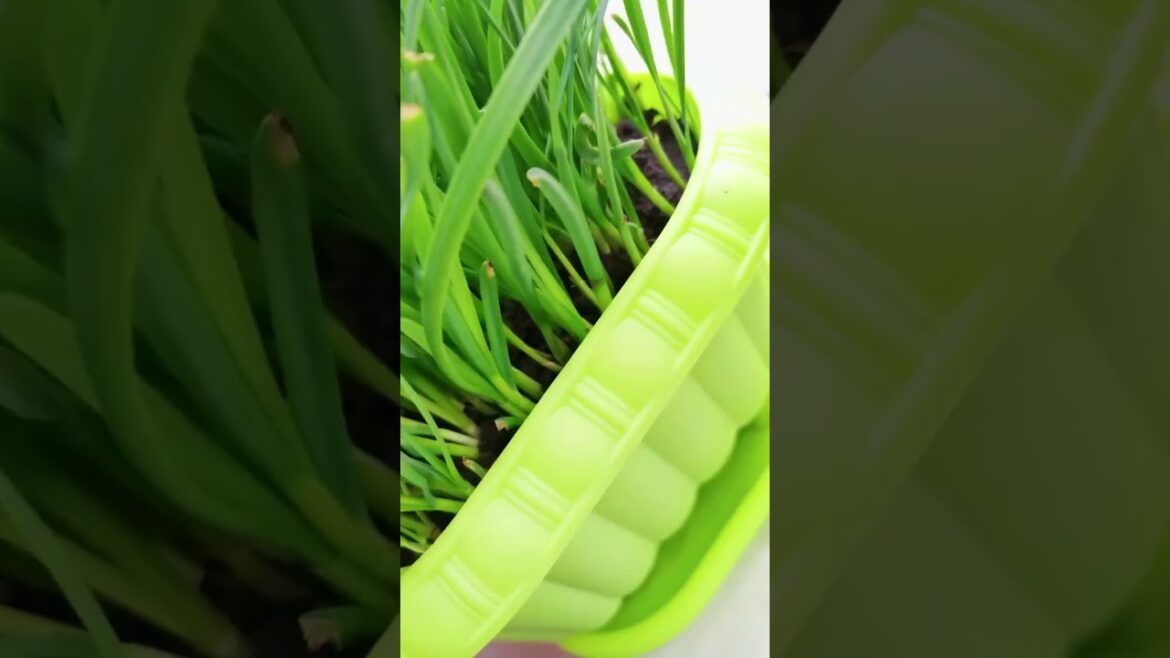 gardening ideas for home/ Inspiring vegetable /plants