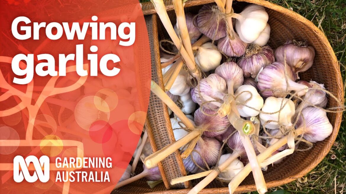 How to grow garlic | Growing fruit and veg | Gardening Australia