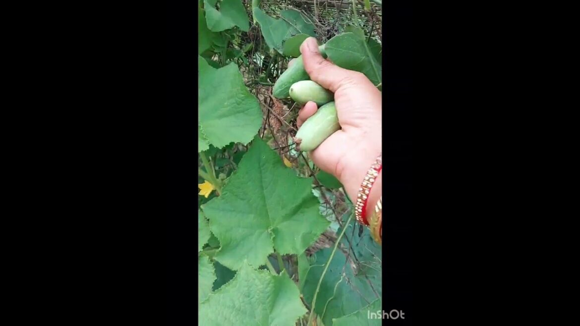 vegetable #gardening #healthy #organic