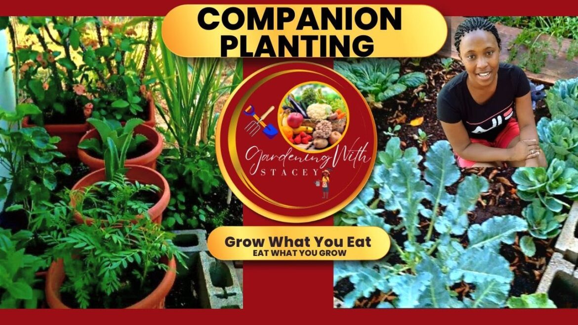 Companion Planting Vegetable Garden In My Jamaican Backyard Garden 🇯🇲 Companion Planting Benefits