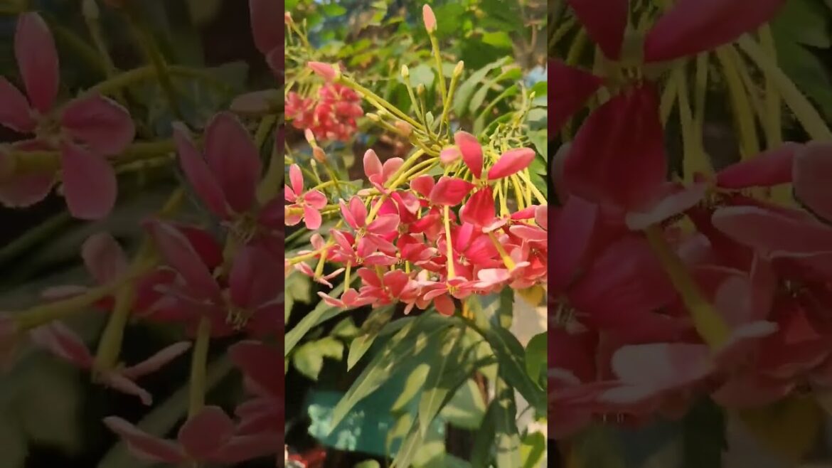 মাধবীলতা ফুল #shorts #viral #flowers #gardening #madhobilota #gazal #hasbirabbi মাধবীলতা ফুল #shorts #viral #flowers #gardening #madhobilota #gazal #hasbirabbi