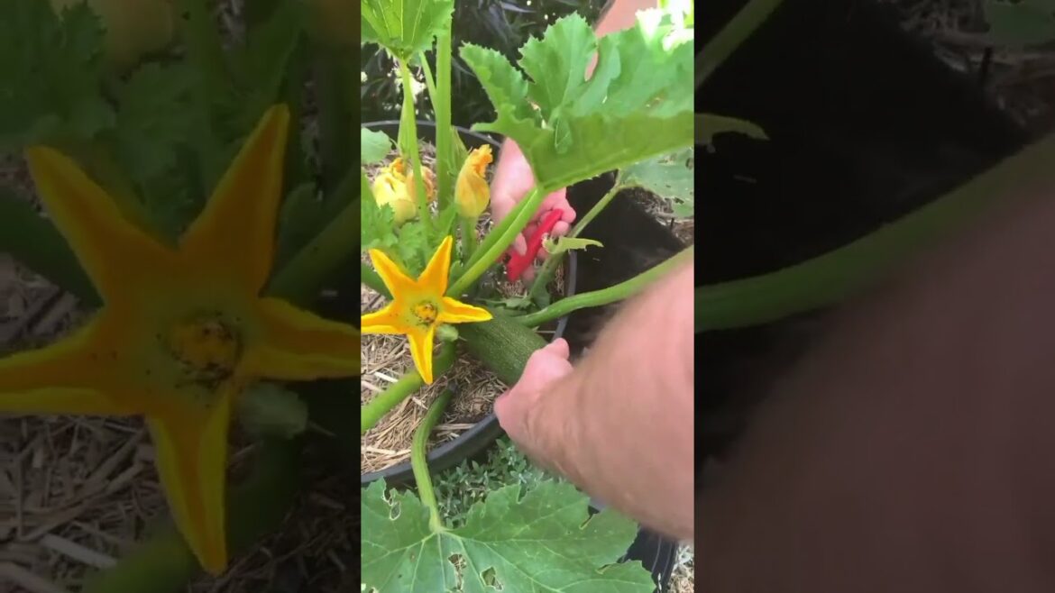 Growing Fresh and Crunchy Cucumbers in a Large Pot Growing Fresh and Crunchy Cucumbers in a Large Pot