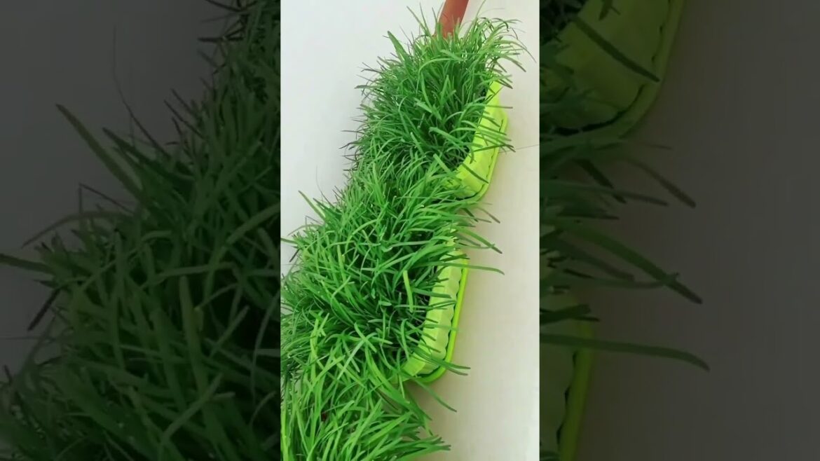 gardening ideas for home/ Inspiring vegetable /plants gardening ideas for home/ Inspiring vegetable /plants