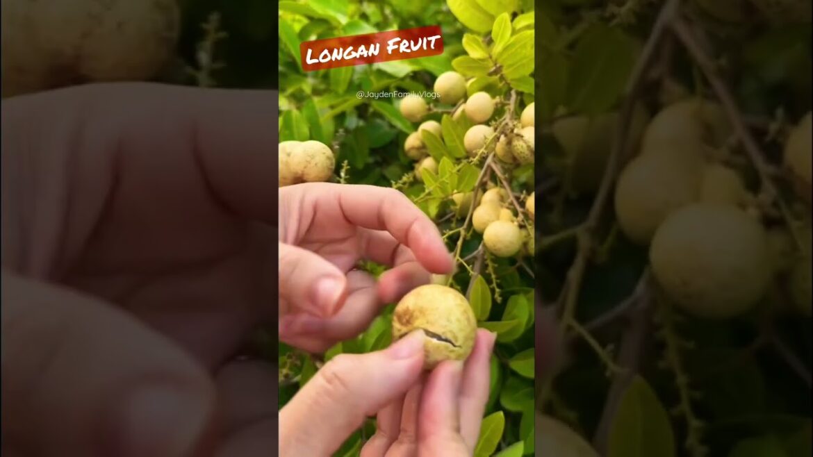 Picking LONGAN FRUIT π±π± #shorts #satisfying #fruit #longan #oddlysatisfying to Picking LONGAN FRUIT π±π± #shorts #satisfying #fruit #longan #oddlysatisfying to