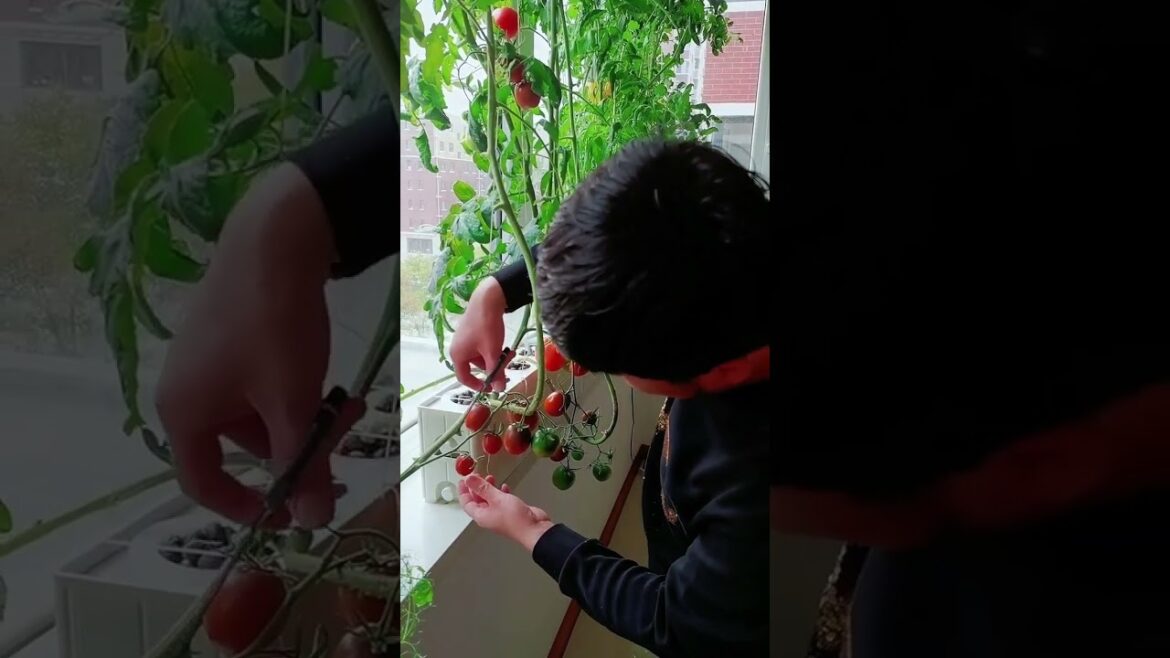 gardening ideas for home/ Inspiring vegetable /plants gardening ideas for home/ Inspiring vegetable /plants