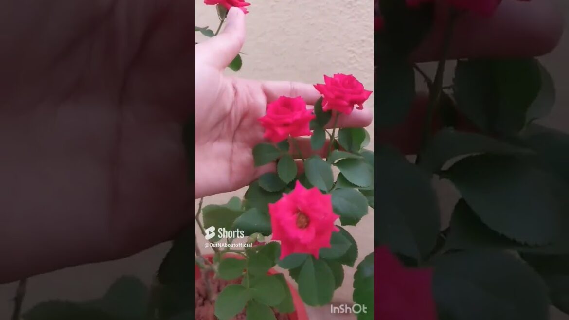 Basic gardening tips for beginners 😊 #gardening #gardeningtips #plants #plantcare #plant #shorts