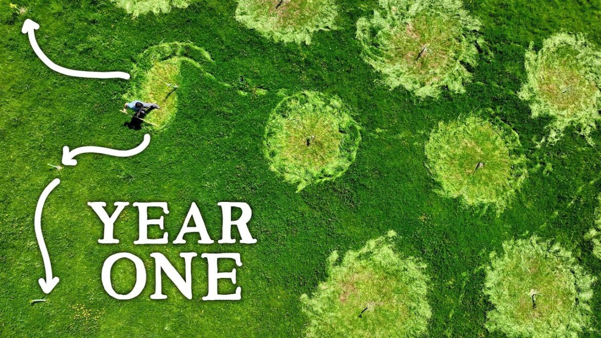 Food Forest Strategy for High Yields | Experimental Permaculture