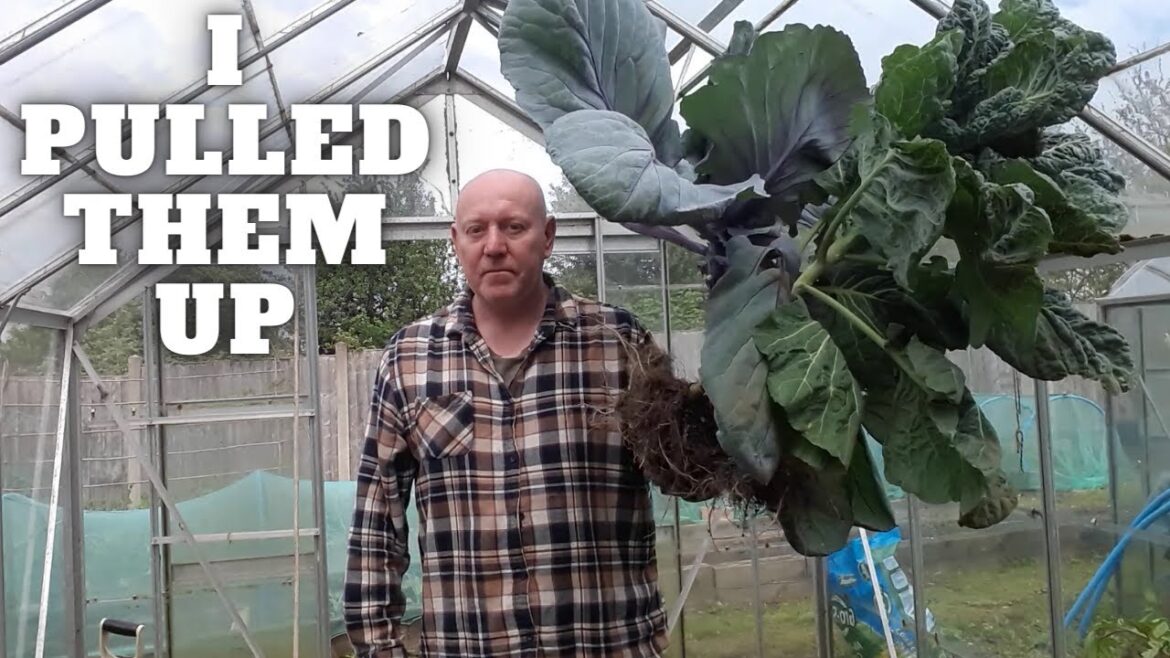 I Pulled Them Up [Gardening Allotment UK] [Grow Vegetables At Home ]