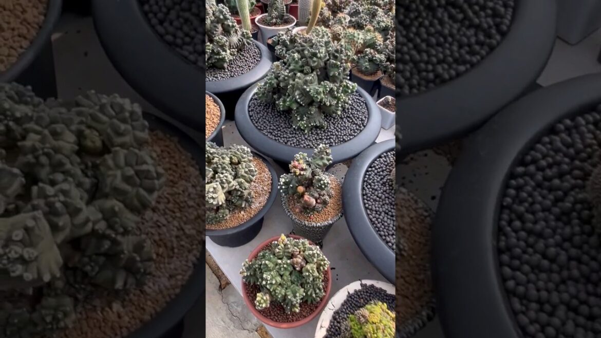 Unique cactus plant nursery #plants #gardening #flower #cactus #ytshorts Unique cactus plant nursery #plants #gardening #flower #cactus #ytshorts