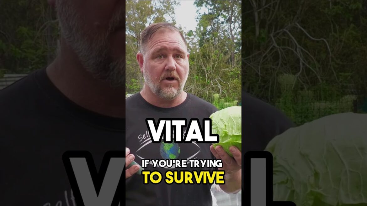 6 TOP Crops to Grow to Save You From STARVING!