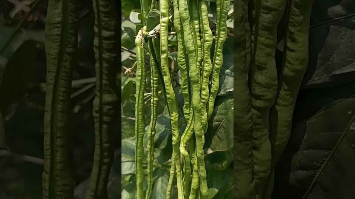 My Garden Overview | Vegetable Garden | Organic Vegetable #gardening