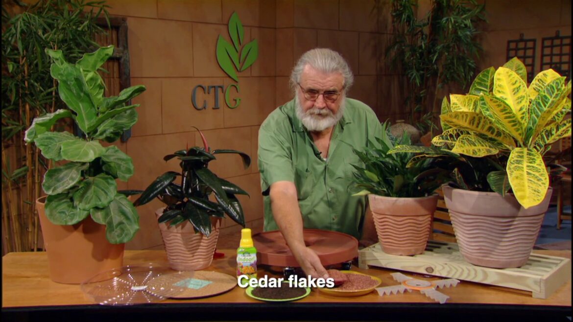 Prep Outdoor Containers for Winter Inside |John Dromgoole |Central Texas Gardener