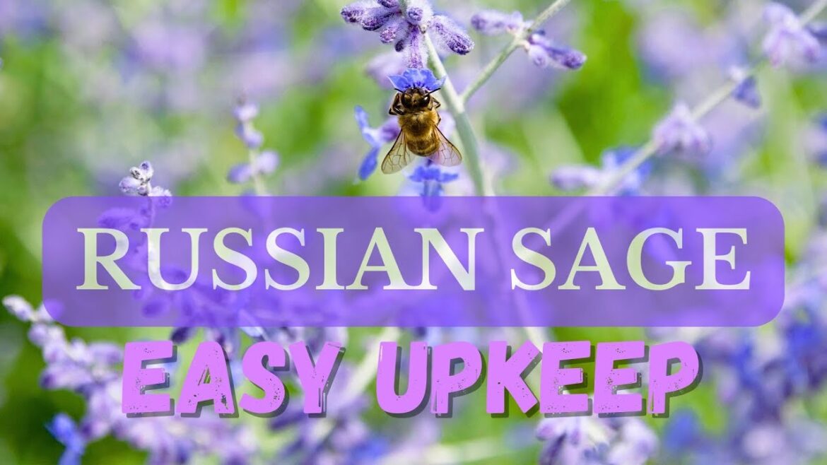 Easy Care Perennial - Russian Sage - Purple Clouds of Color All Summer - OHIO Garden