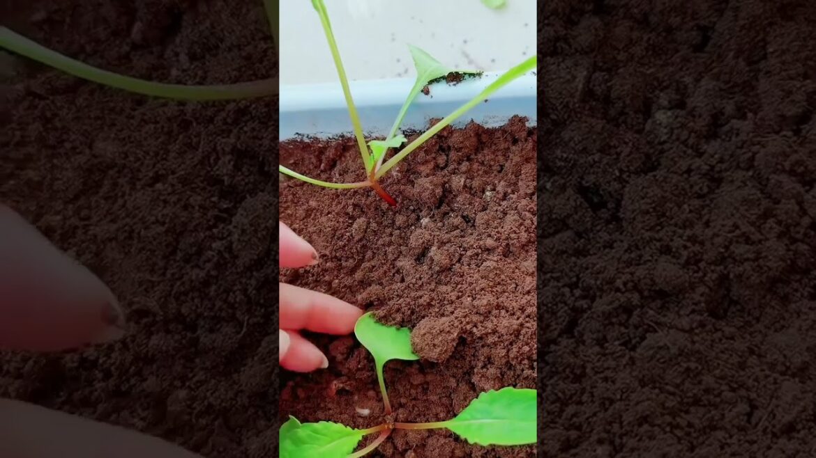 gardening ideas for home/ Inspiring vegetable /plants