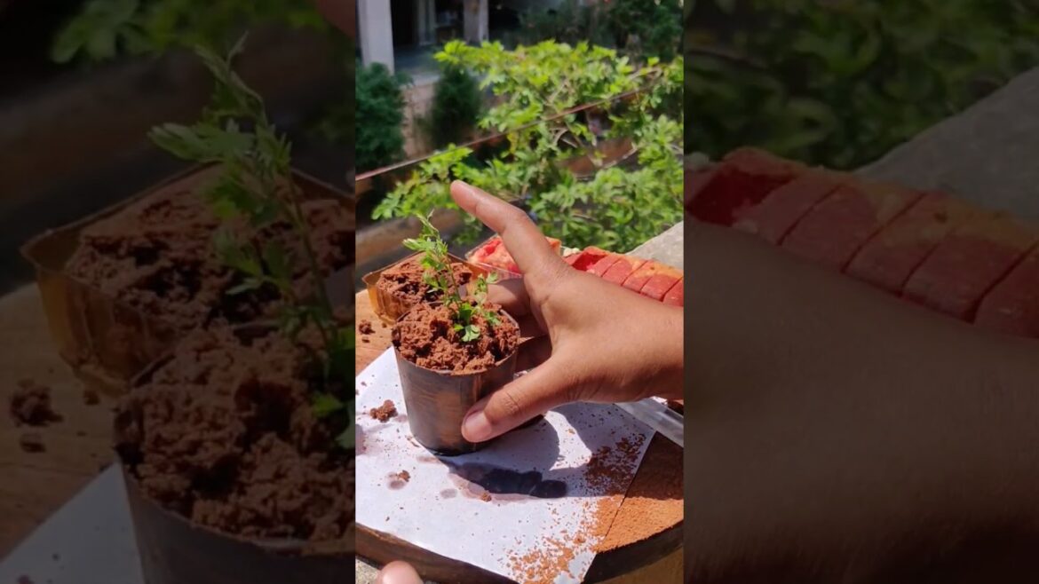 tried #trending #viral chocolate pot🍫🌿by famous #youtuber | best decision ever..!! ⚠️⚠️#ashortaday