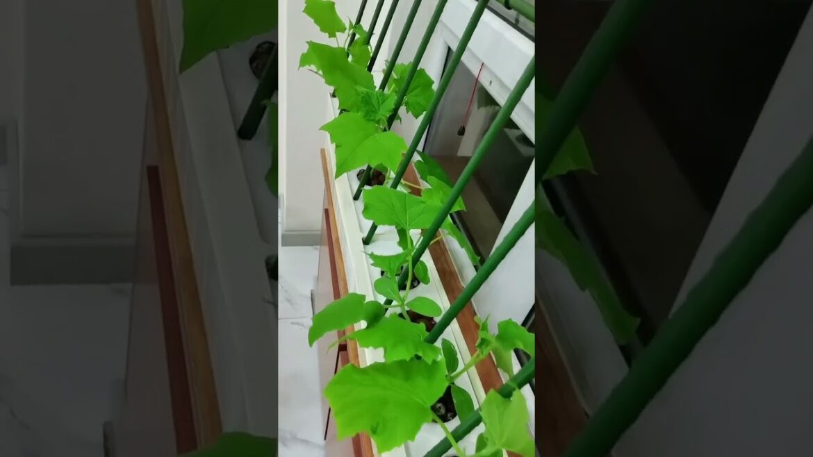 gardening ideas for home/ Inspiring vegetable /plants